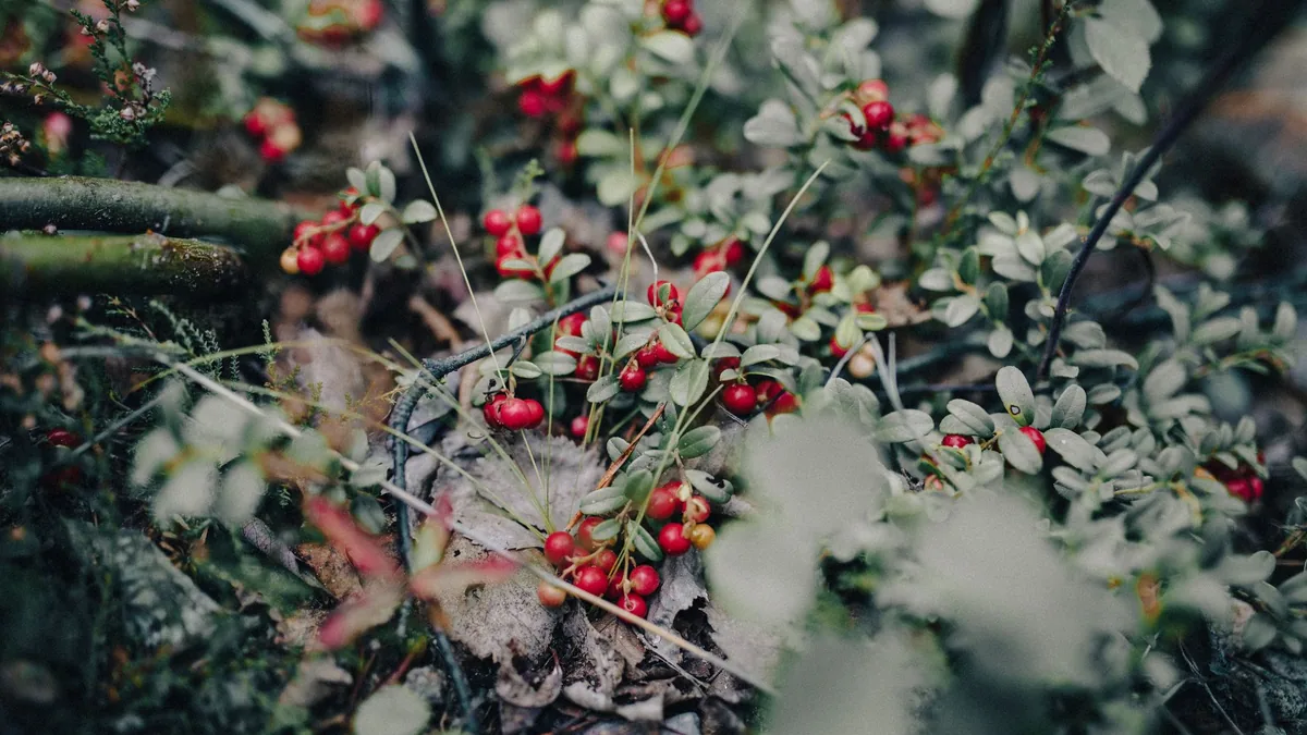 Detailed image of red berries among foliage in a natural forest environment.