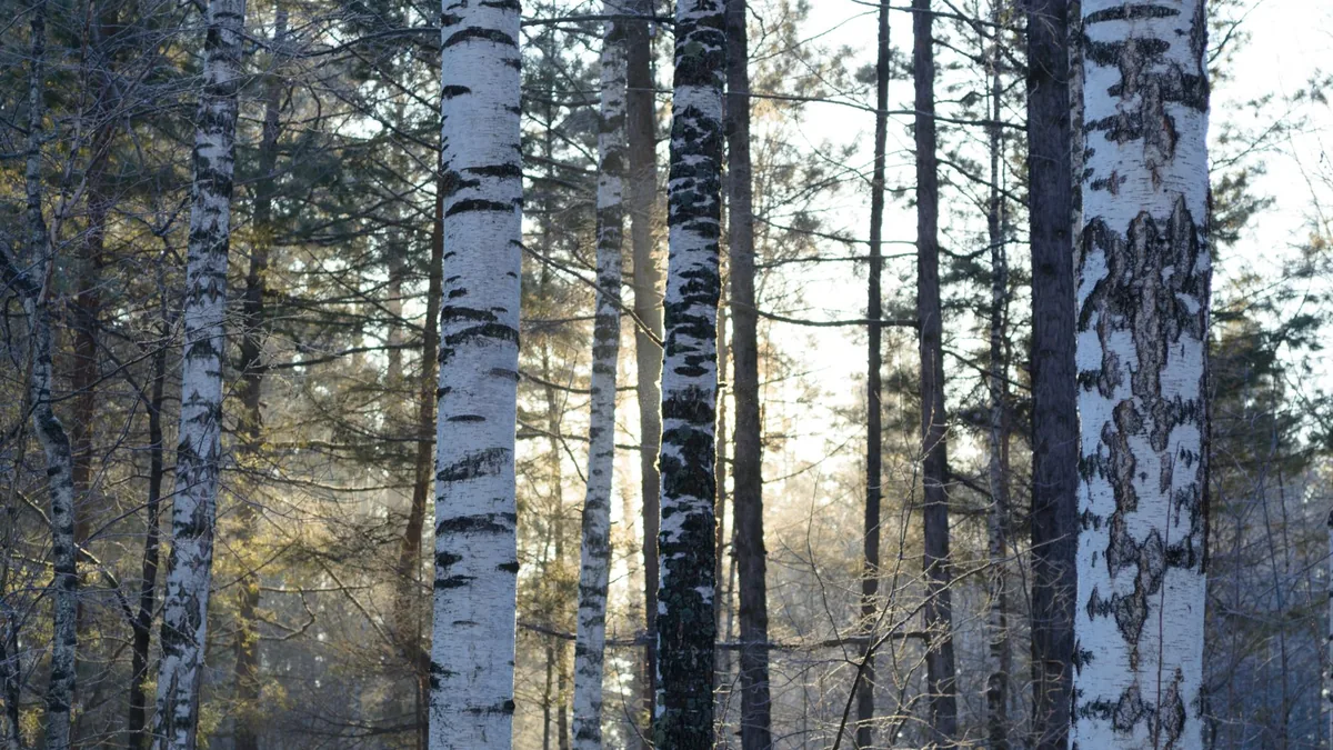 A peaceful winter morning in a birch forest with sunlight filtering through the trees.